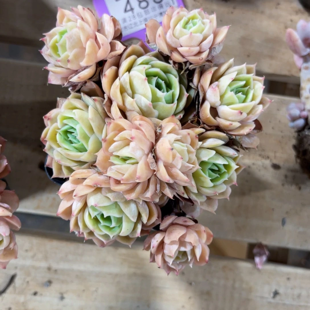 宝***坊云尘多肉一物一拍483