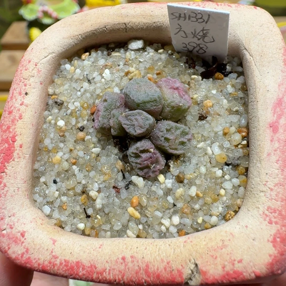 蘑菇1159烧麦多肉植物