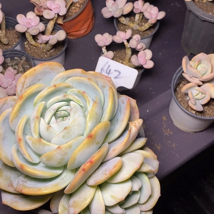 642凤橙肉肉肉肉肉