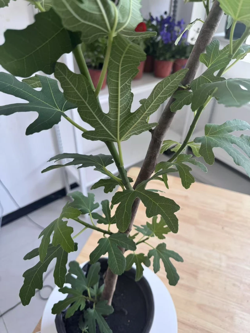 无花果苗带土带盆好养易结果可盆栽地栽适合庭院阳台种植