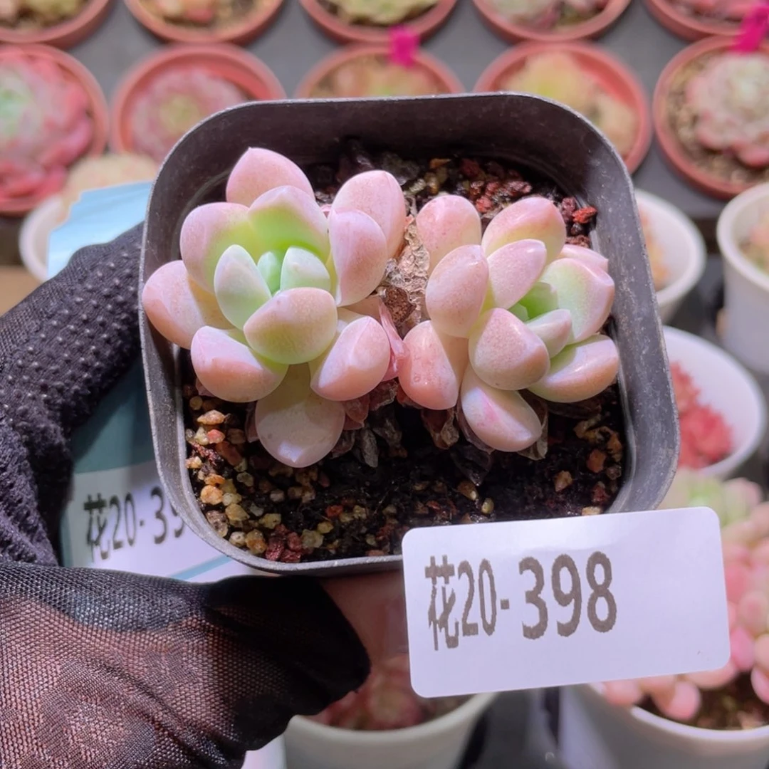 花利美20-398奶糖