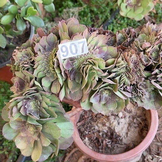 严***彬多肉植物一个万追有伤