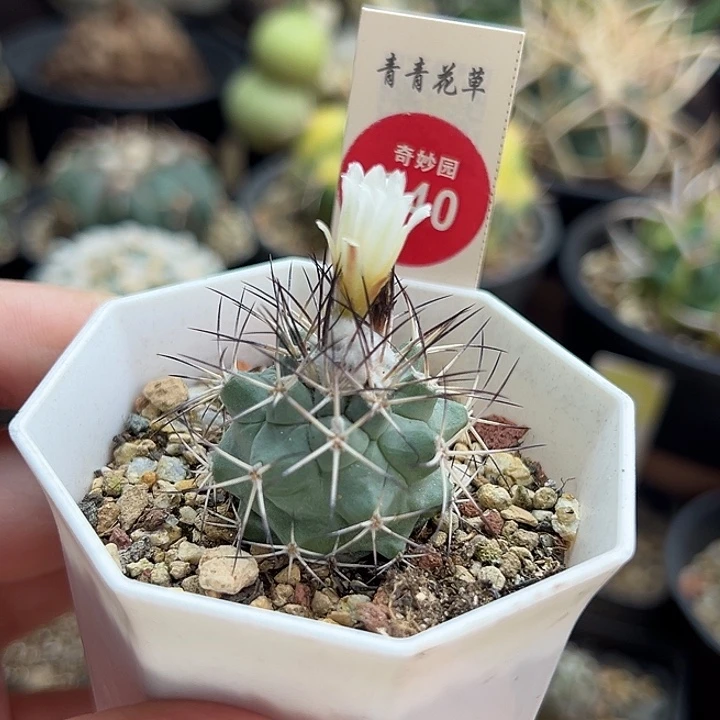 实生母本强刺黑枪玉3.1cm