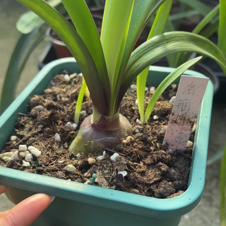 无花朵梦幻洛丽塔3.8厘米不带盆