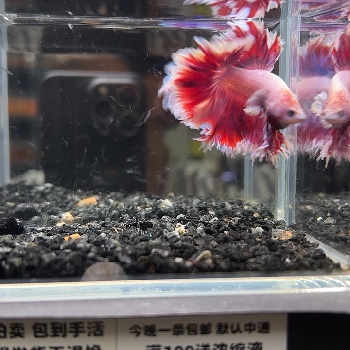 斗鱼跑单拉黑9日79