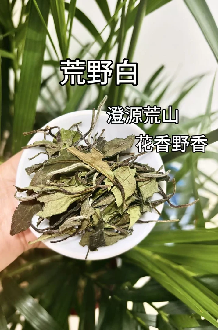 【荒野白】 2025年政和白茶 高山荒野茶花野香 挂杯具香 宠粉价