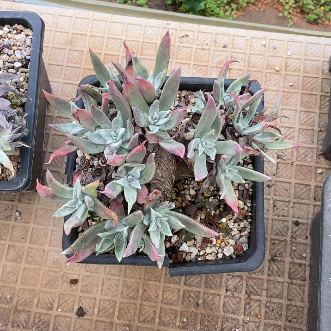 海瑟多肉植物啦啦啦