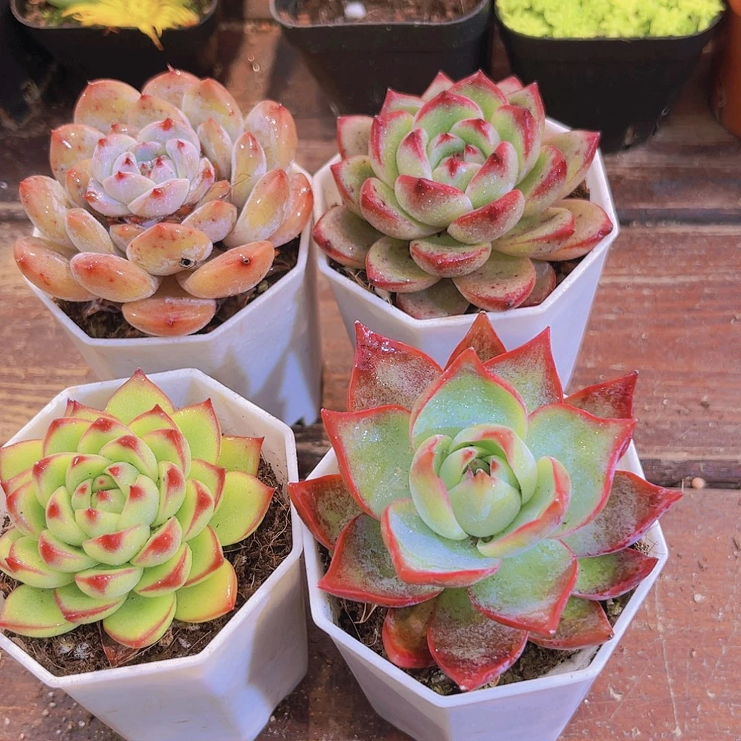 溏心➕夜魔侠➕月亮石➕惊鸿法师