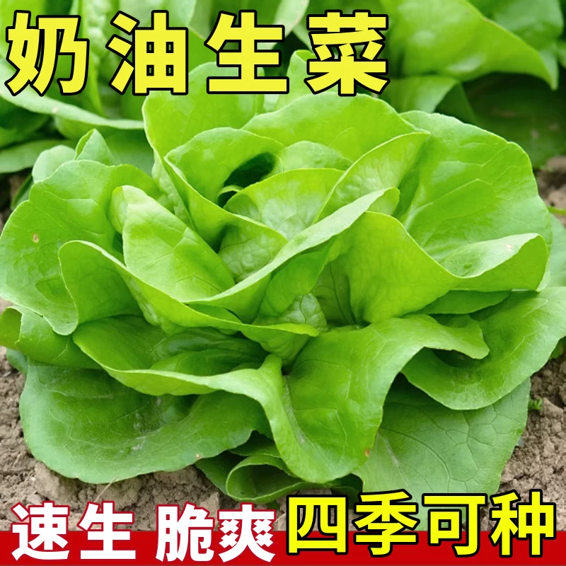 【满5件包邮】奶油生菜种子可生吃脆嫩沙拉蔬菜籽农家阳台四季种籽
