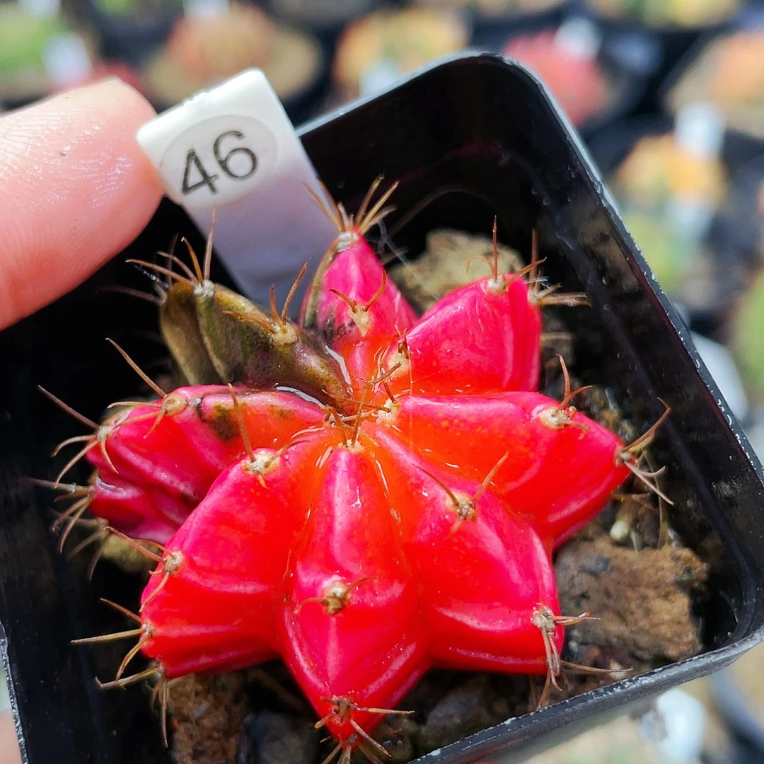 非偏远地区满25裸根发货仙人球