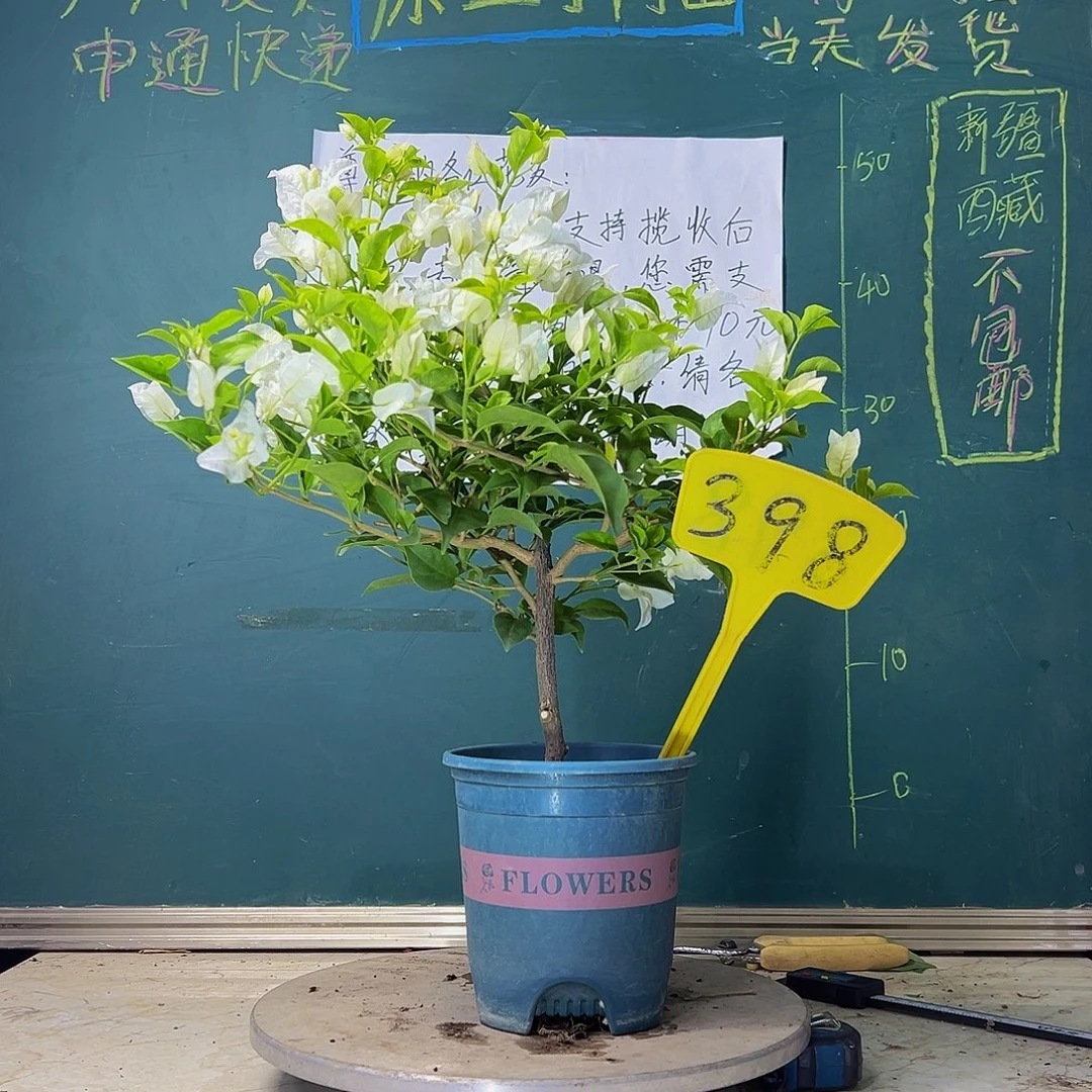 当前无花栽培后可以开花白雪公主 398