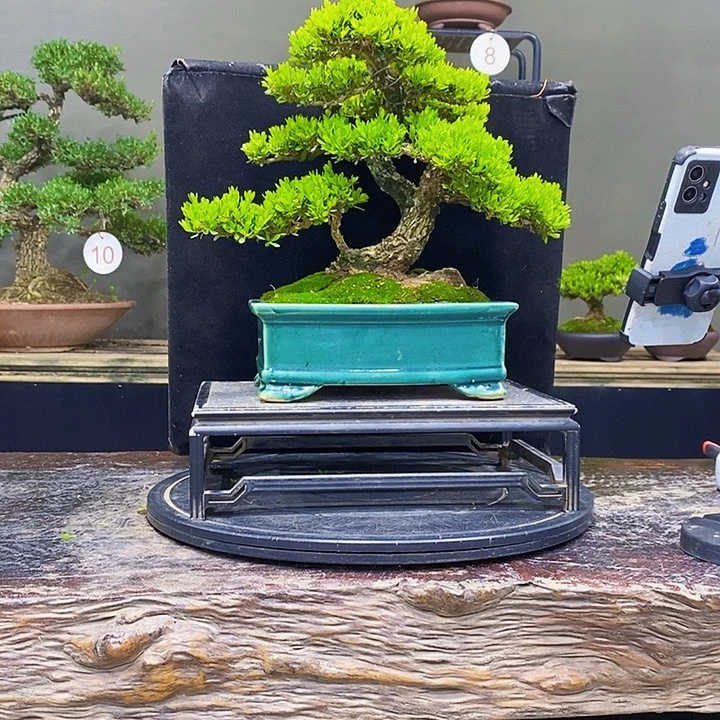 无花朵黄杨盆景四季常青
