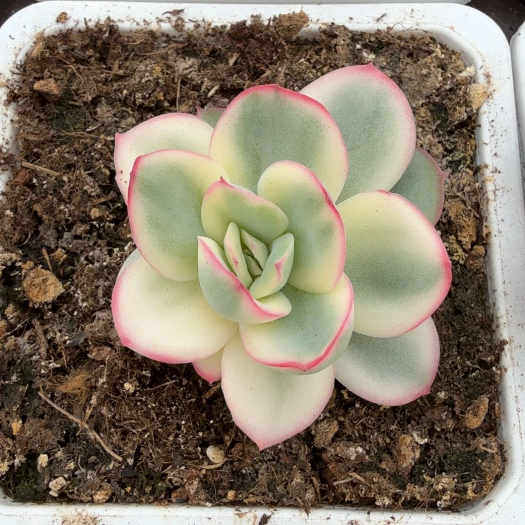 晨露锦锦上园艺一物一拍