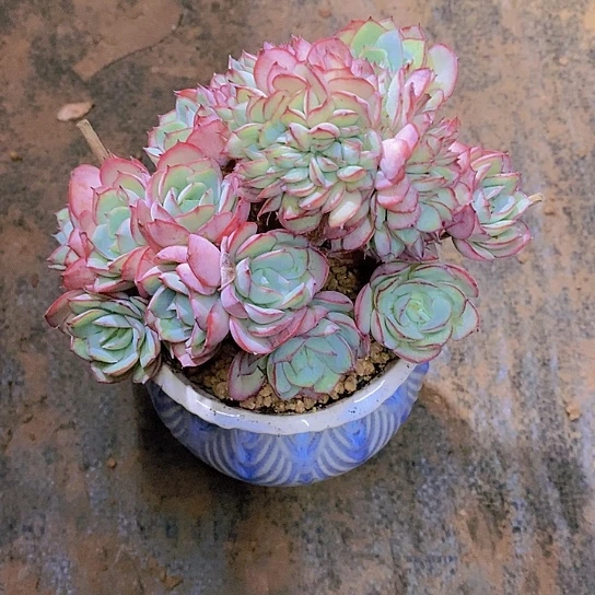 素***素牡丹亭缀化多肉植物