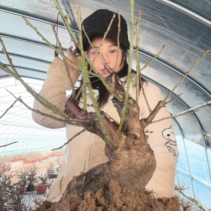 完全开放南京红梅花