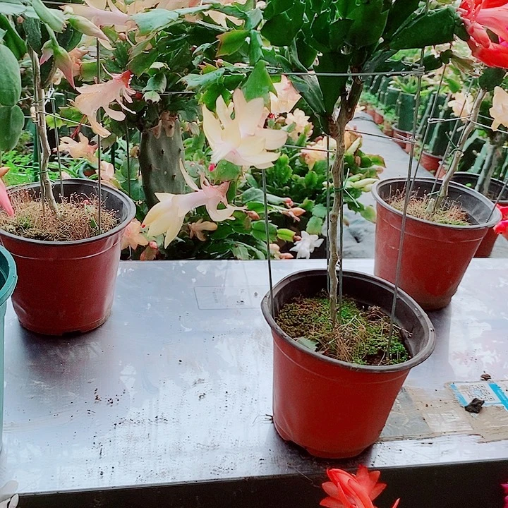感***心无花朵叶仙嫁接一物一拍