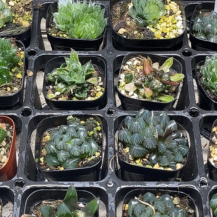 35脱土发货8颗13.9包邮