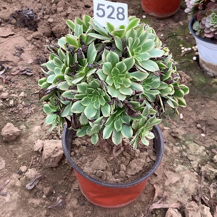 无花朵528花脸粉黛2