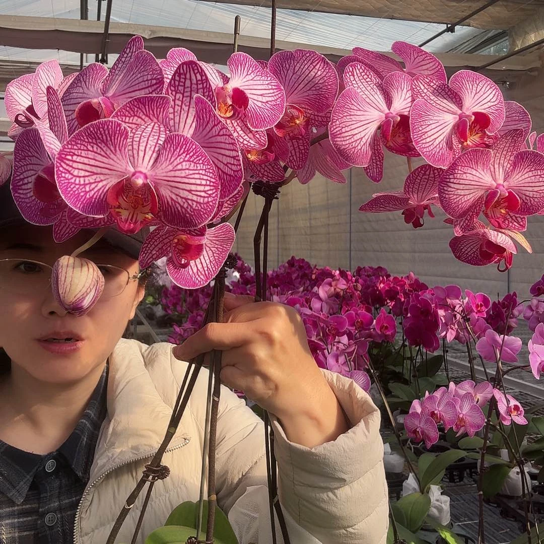 完全开放布加勒斯特3颗