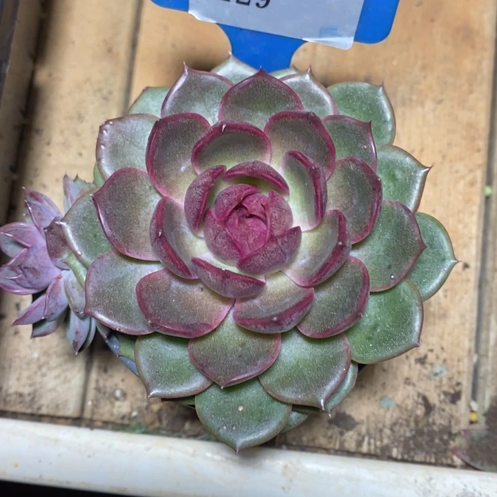 D129- 直播福利 蓝莓