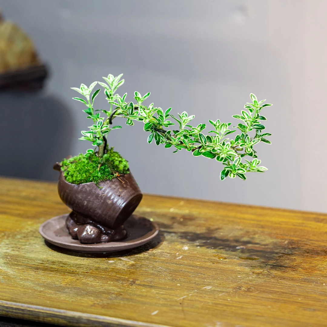 六月雪微盆景室内绿植桌面盆景组合小盆栽植物简单夏季
