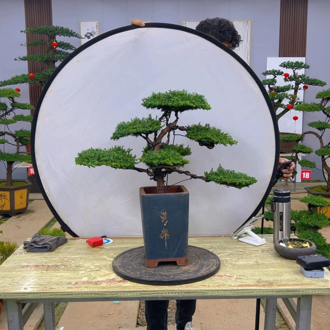 盆景龙爪松造型盆景