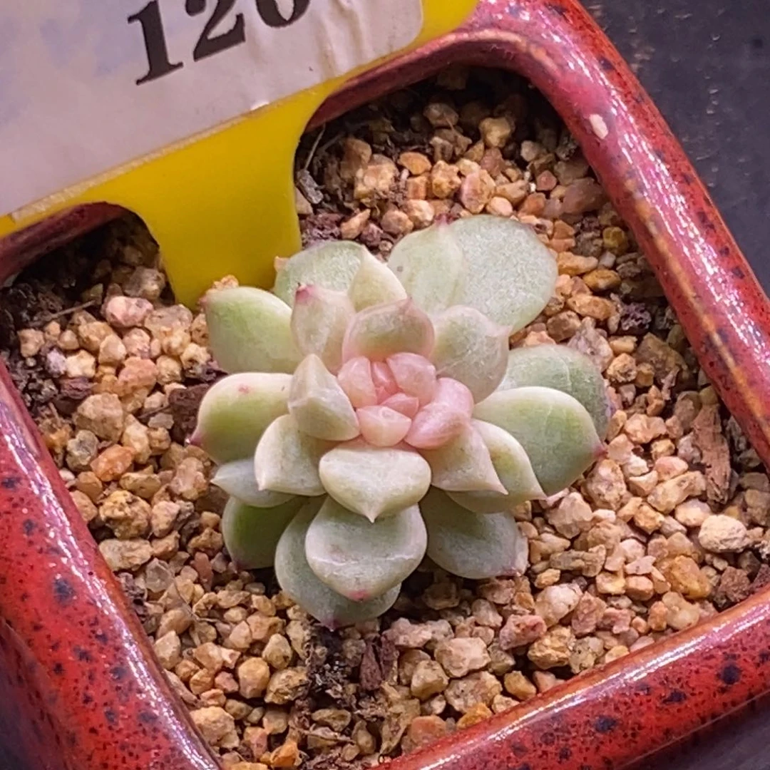 6120白恋变异石化……