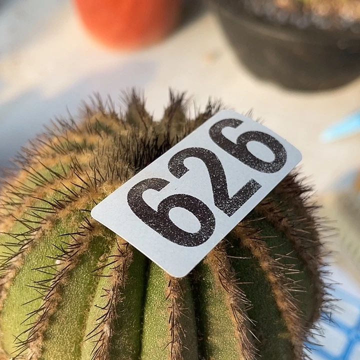 优波仙人球626号刘波球