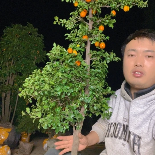 无花朵金弹子庭院选手品种