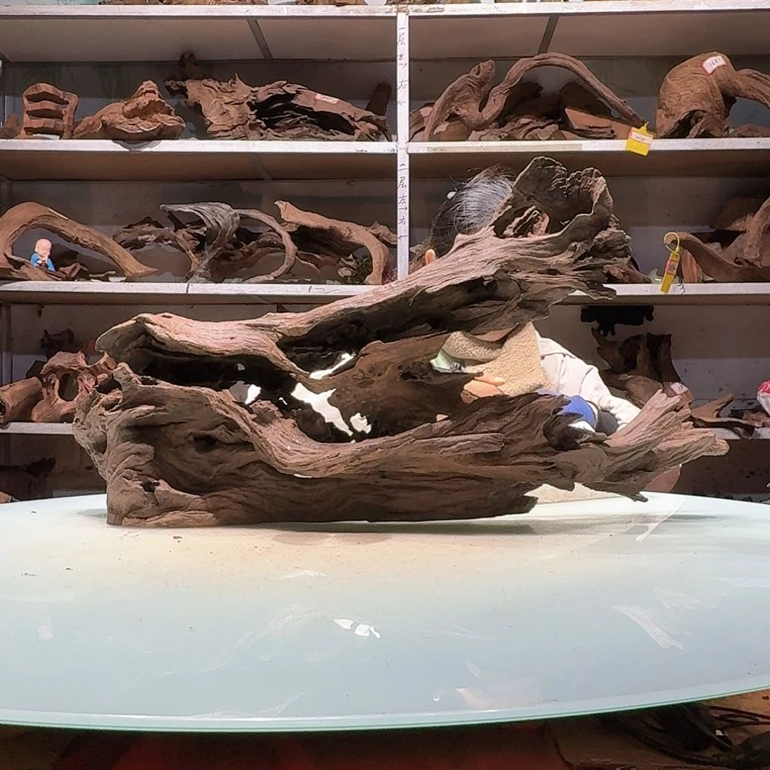 倍褚沉木不包损必褪色鲸*6066