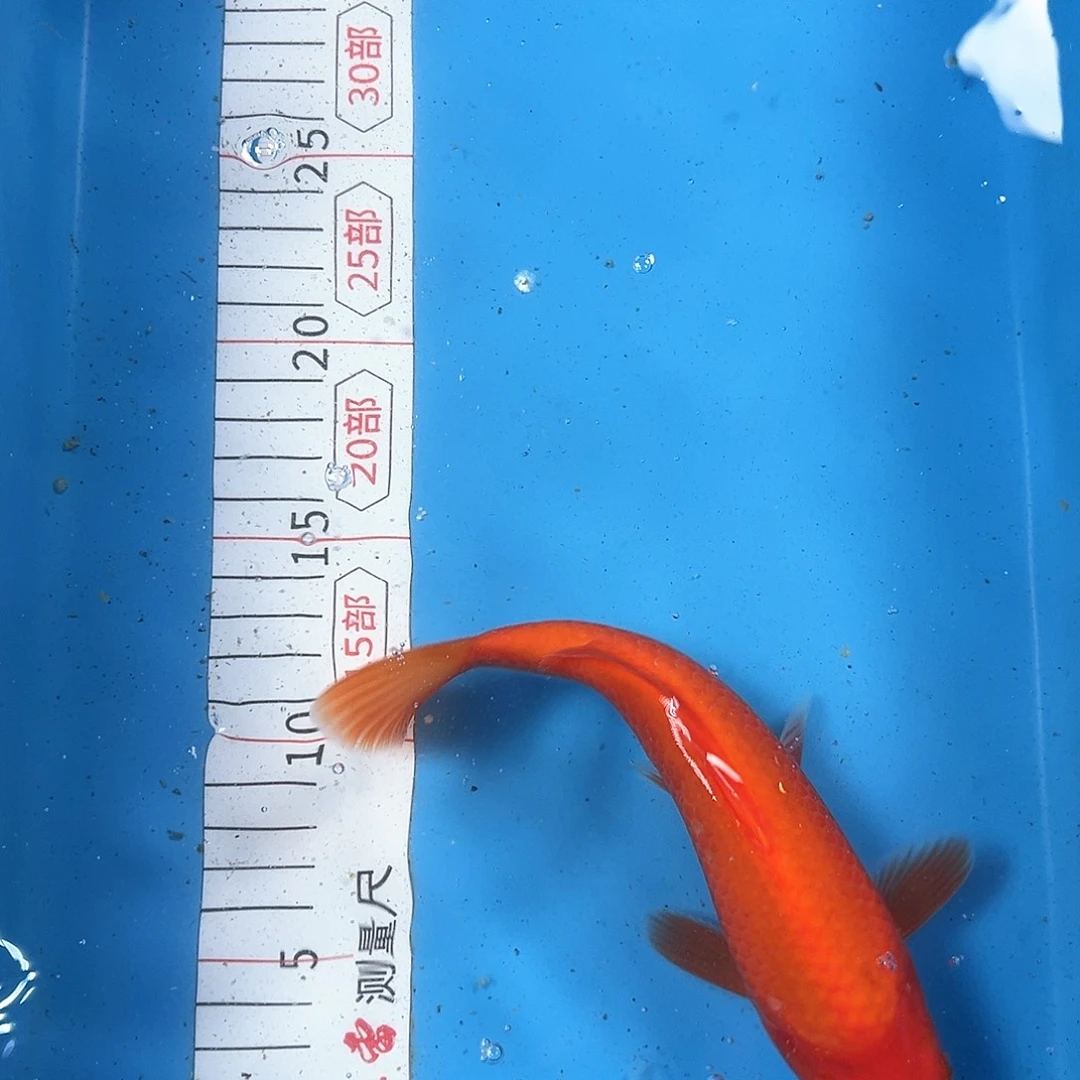 锦鲤鑫泓锦鲤养殖