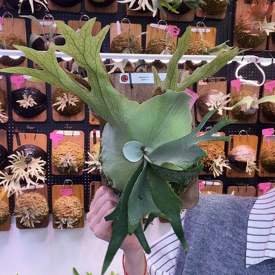 Nook sp.b爪哇鹿角蕨