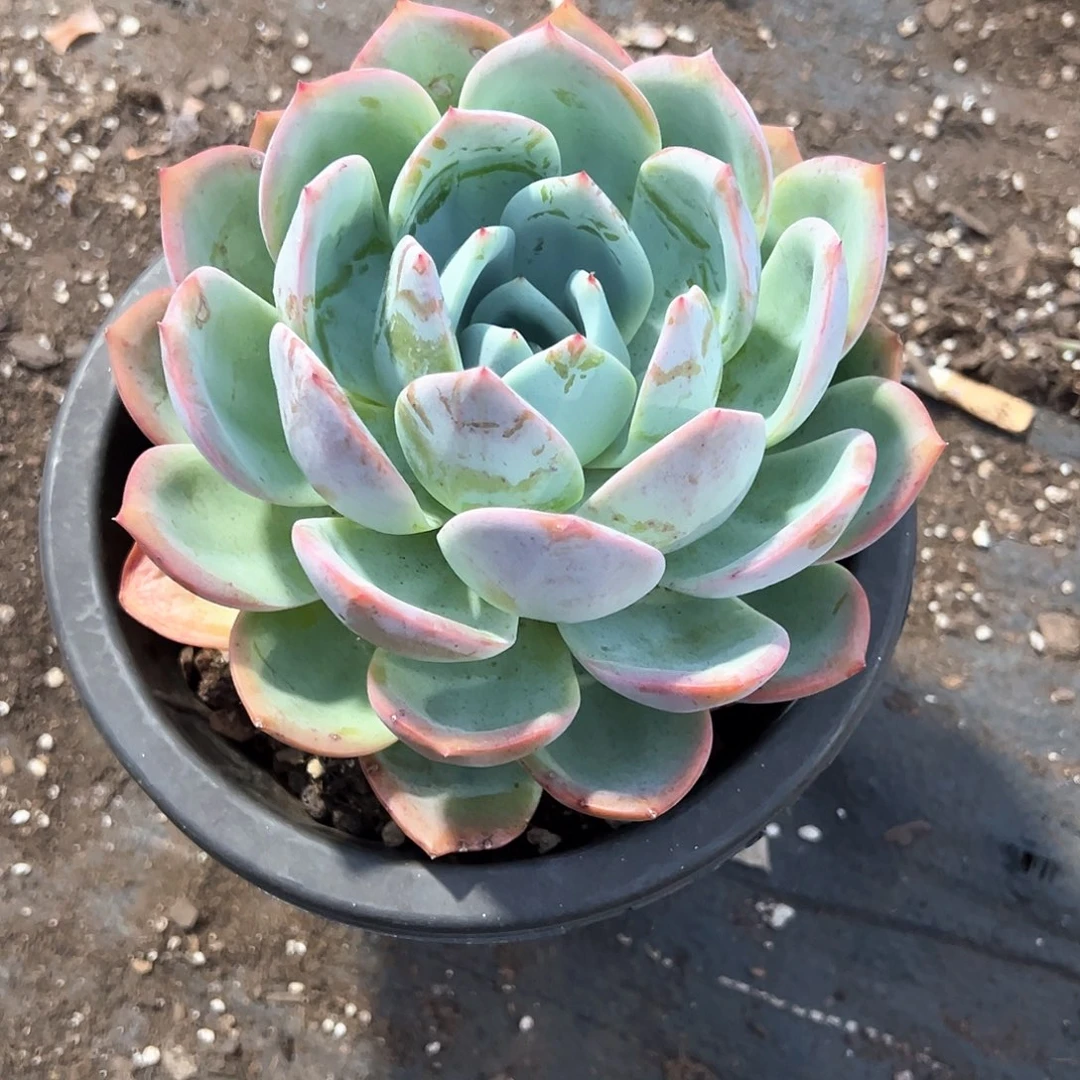 蓝***花多肉植物一物一拍