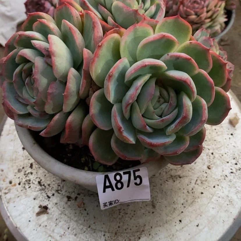 【闪购商品】云***、多肉植物