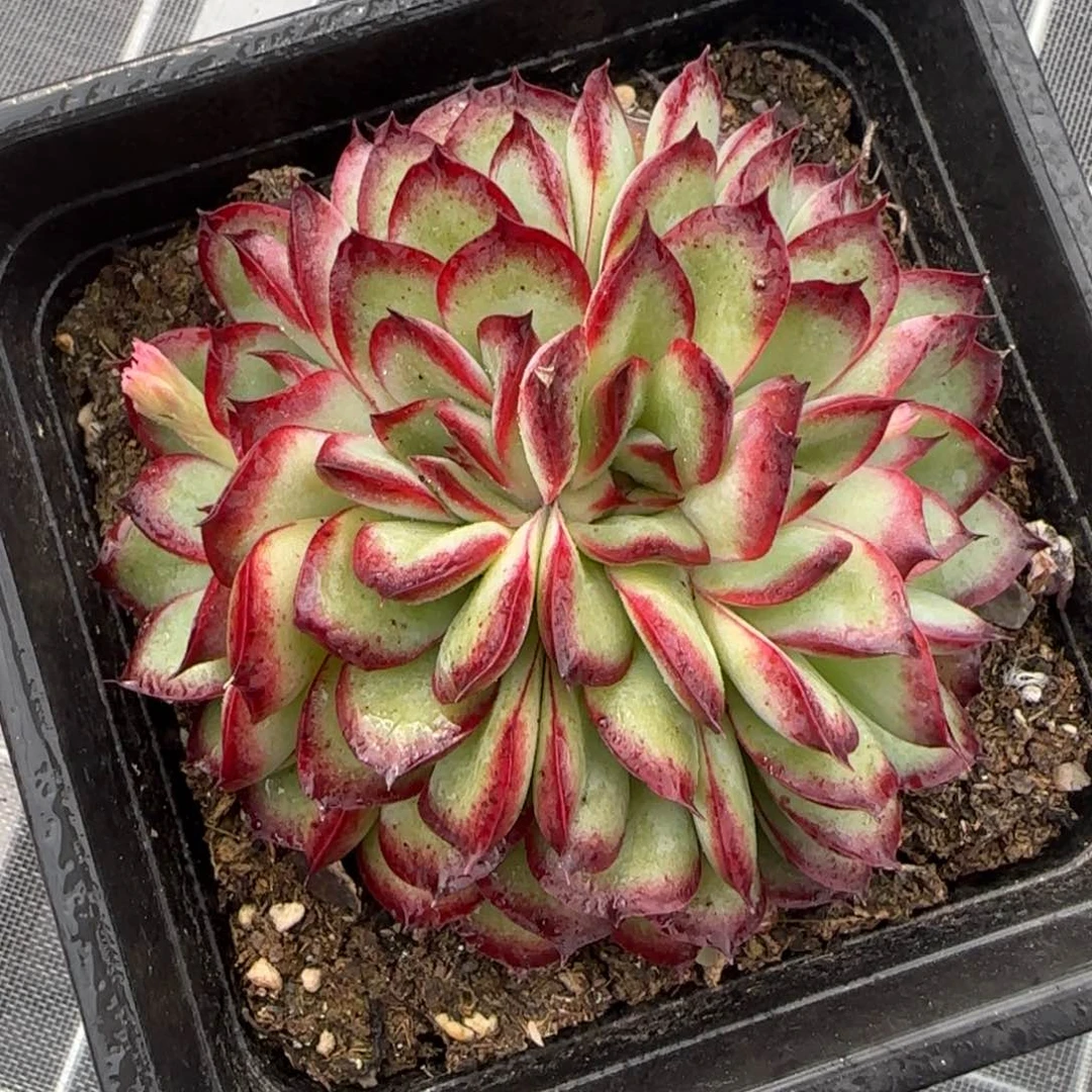 从前慢花园精选多肉肉酱玫瑰缀