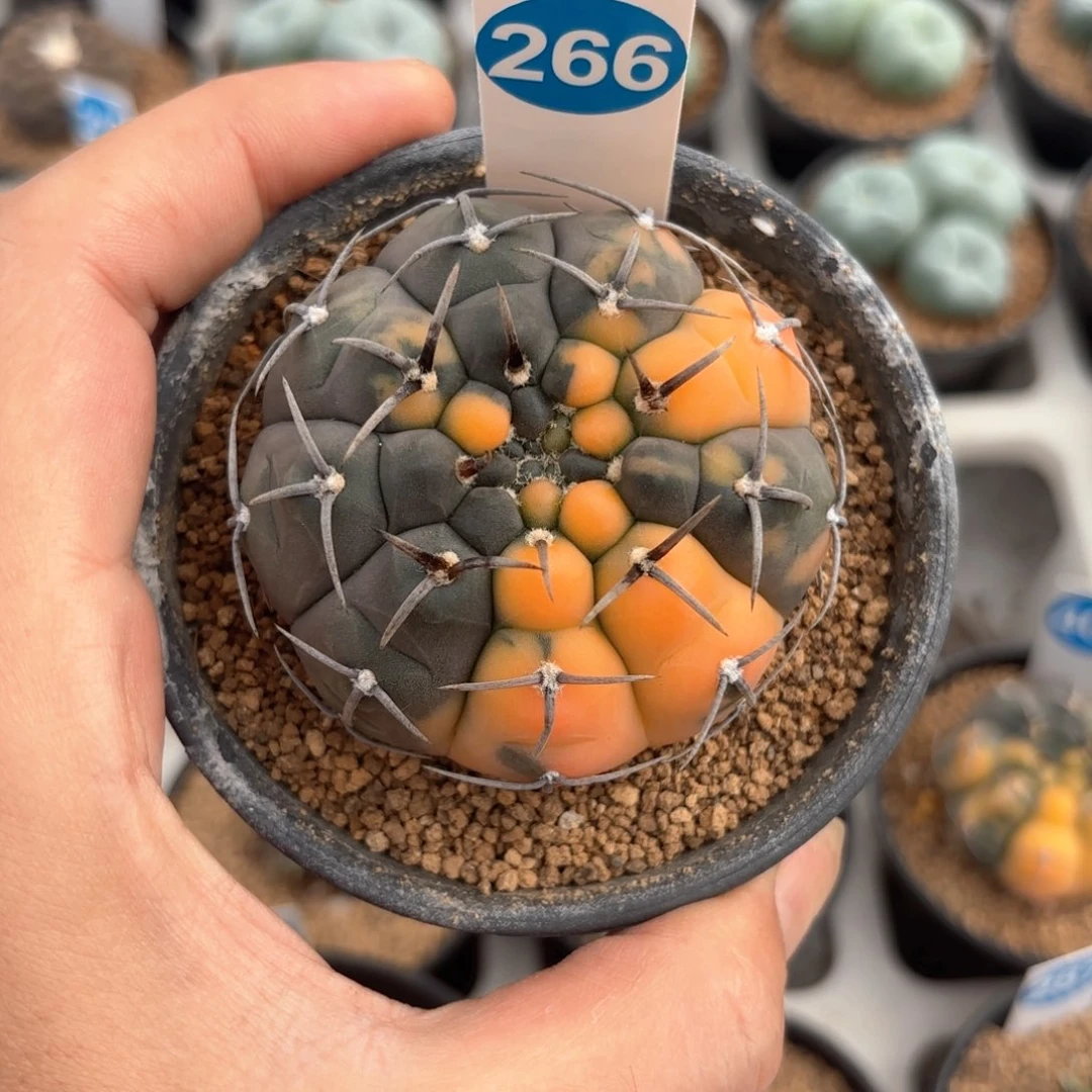 266实生三本刺锦带盆带土