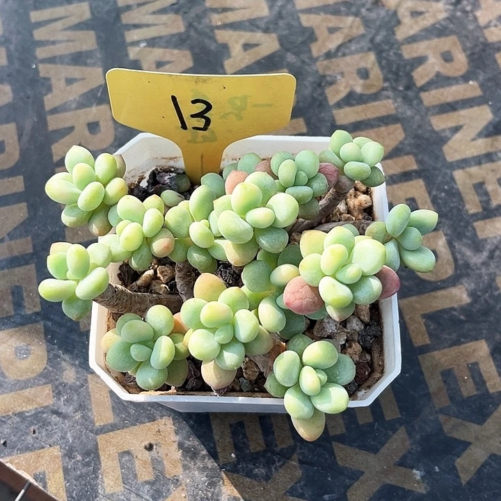 小老桩13号码牌子的话题
