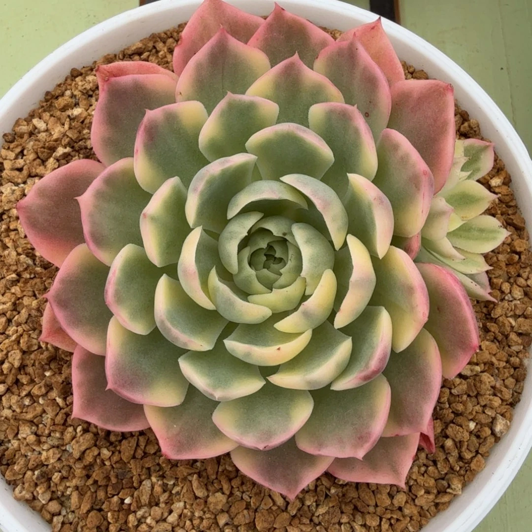 沙漠玫瑰锦锦上园艺一物一拍