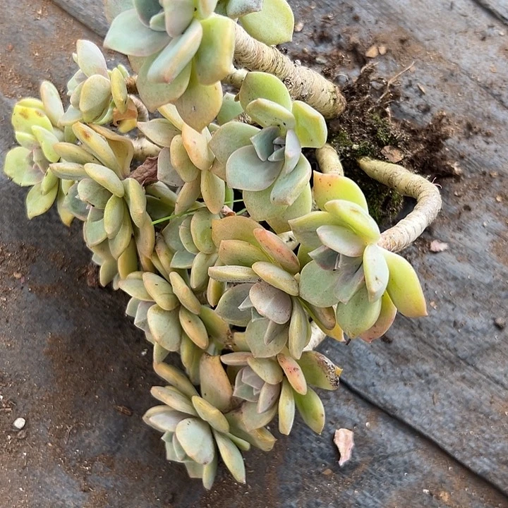 无花朵彩虹糖石化锦。