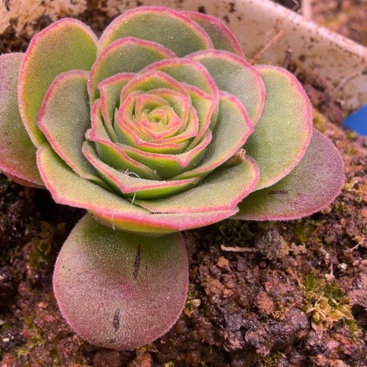 杨杨344帕姬x各种