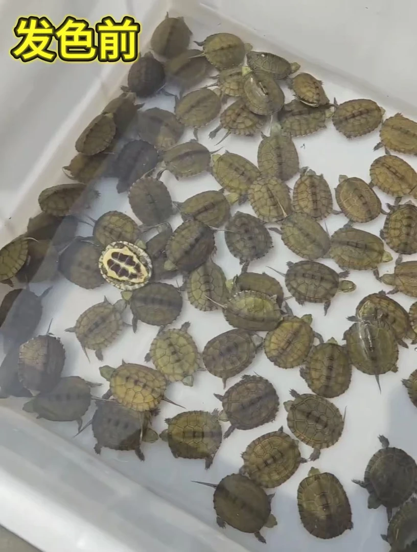 小青外塘冷水养殖观赏龟拍下随机发乌龟
