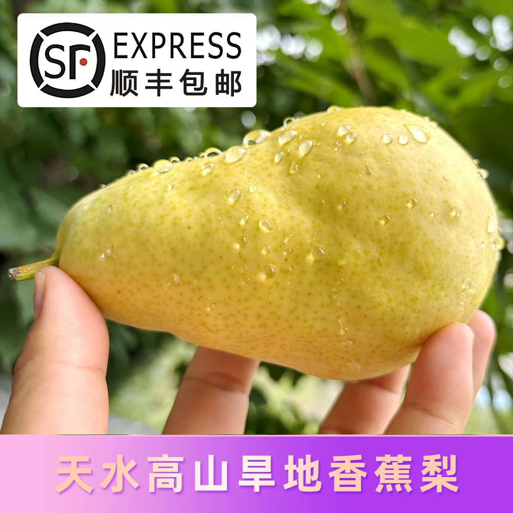 【顺丰包邮】甘肃天水高山旱地香蕉梨太婆梨巴梨贵妃梨3-9斤新鲜