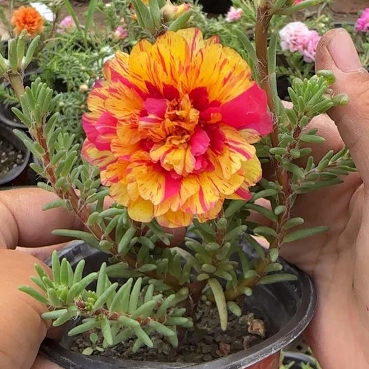 无花朵量拍阳光超小苗盆口10cm