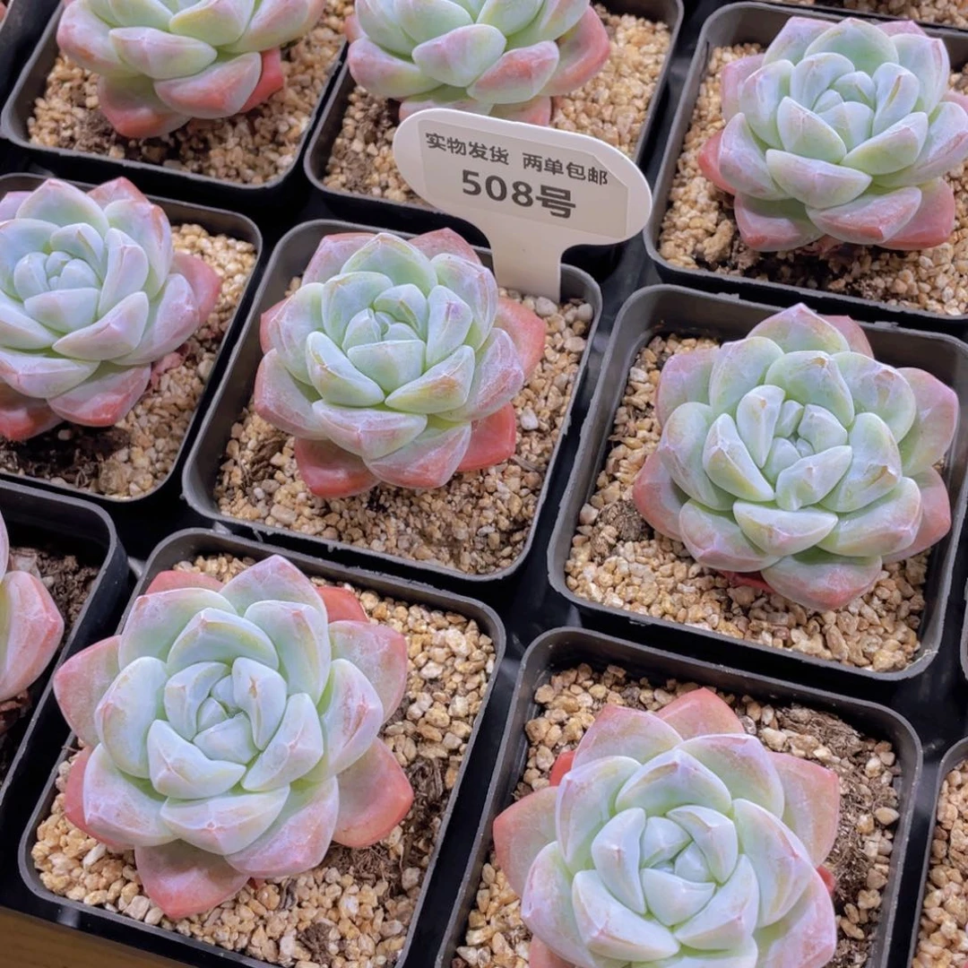 508号 老桩钻石冰玉单头一个