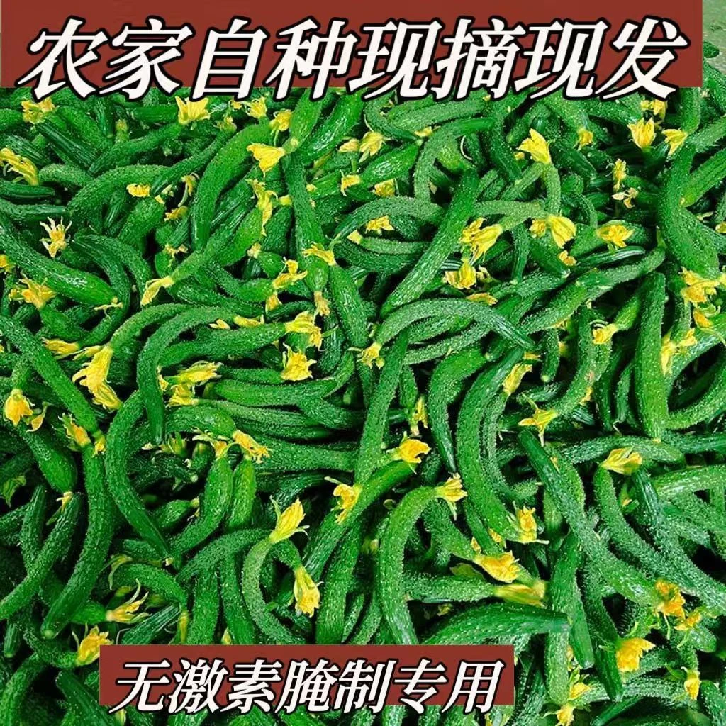新鲜小黄瓜，现摘现发，农家自种腌菜专用