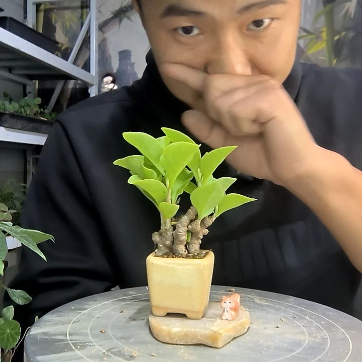 蘸*糖中青园艺一物一拍220