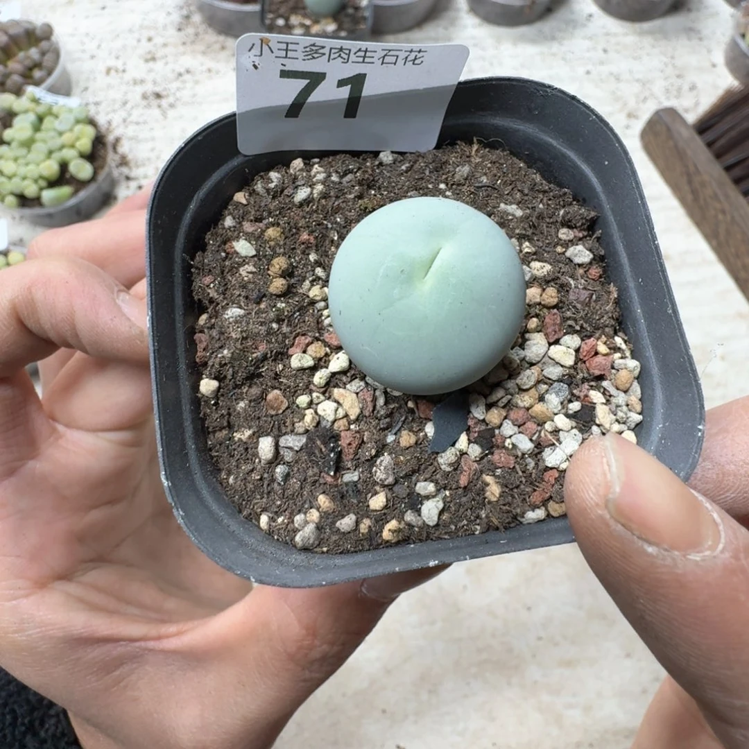 71 鸽子蛋一颗尺寸2.3