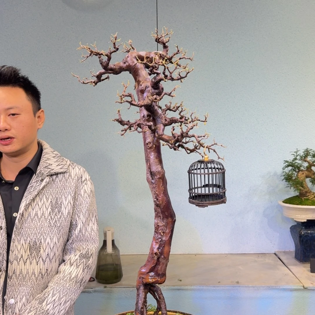 改***名无花朵小叶红芽雀梅