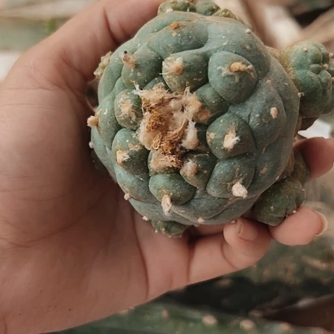 042海鲜特价处理