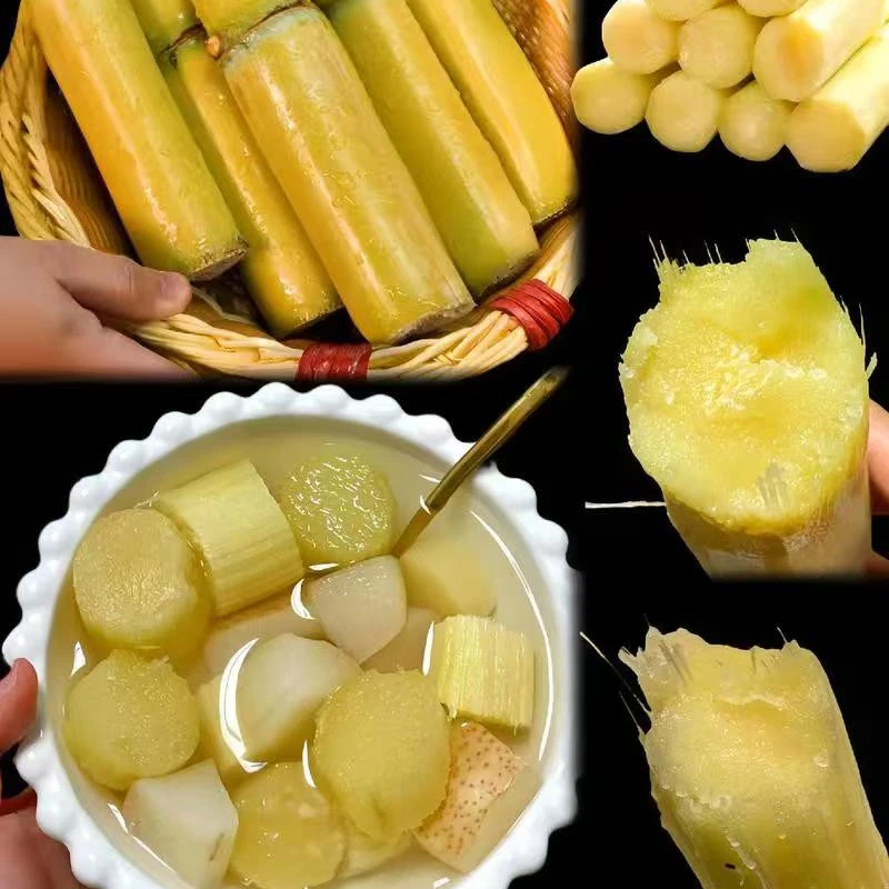 云南甘蔗